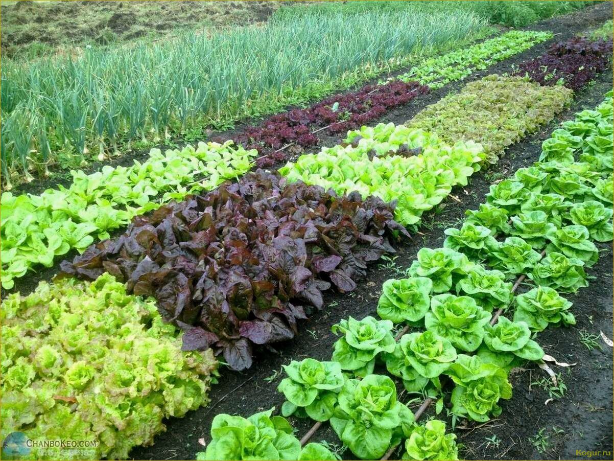 Советы по выращиванию ревеня на дачной грядке: как получить обильный урожай