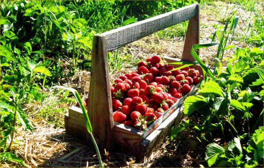 Советы по выращиванию ревеня на дачной грядке: как получить обильный урожай