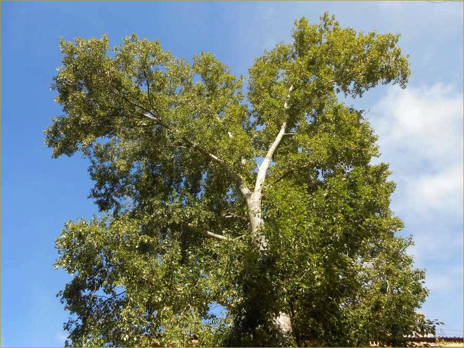 Как вырастить величественное и грациозное дерево тополь белый на своем участке