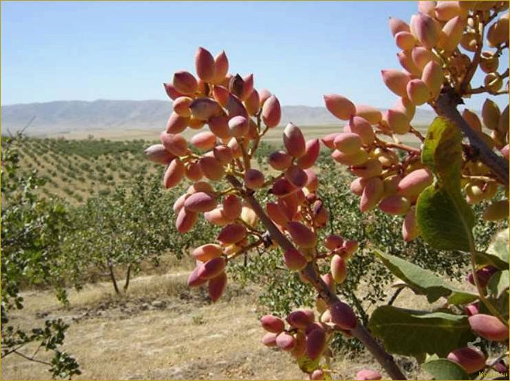 Фисташковое дерево: растение, привыкшее к засухе и жаре