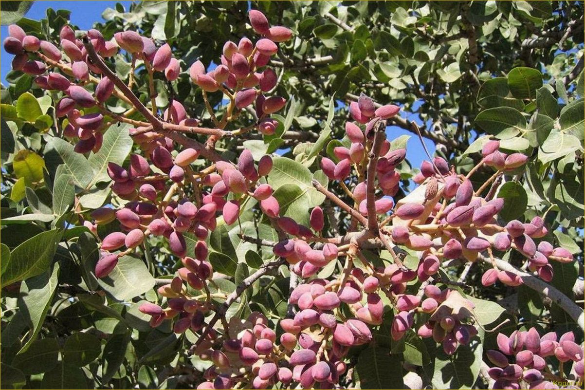 Фисташковое дерево: растение, привыкшее к засухе и жаре