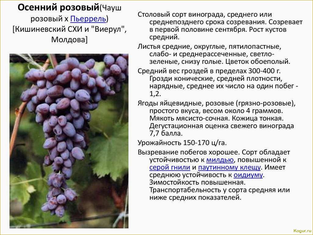 Лучшие сорта винограда для рынка