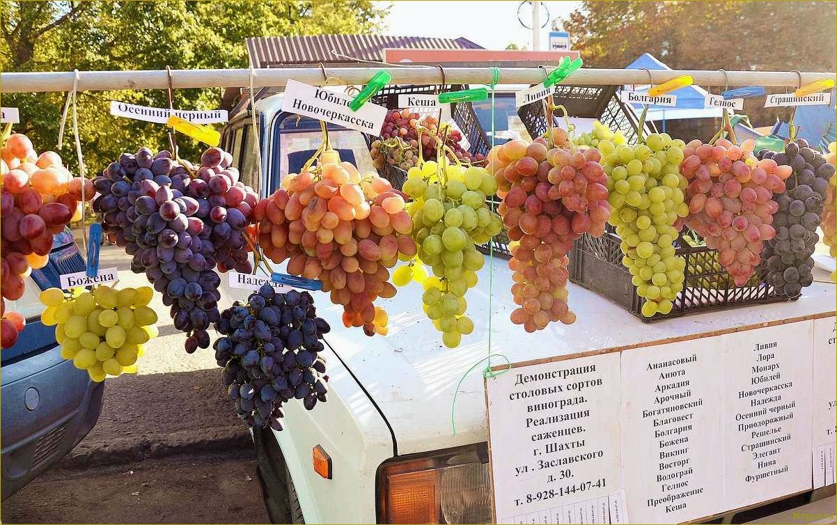 Лучшие сорта винограда для рынка