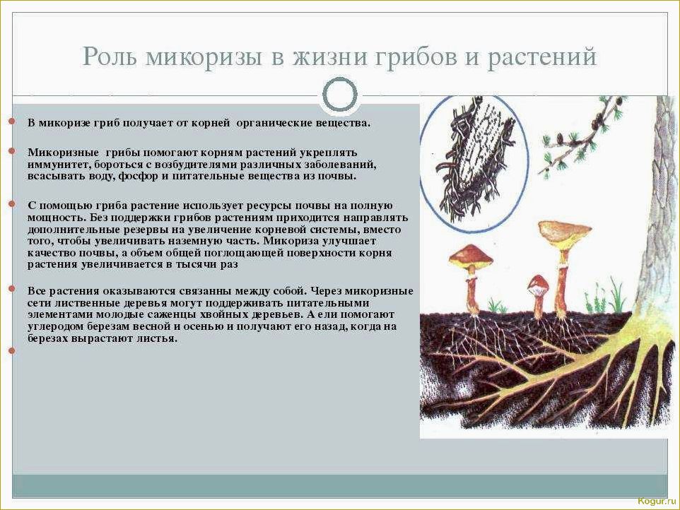 Микориза и ее важность для растений