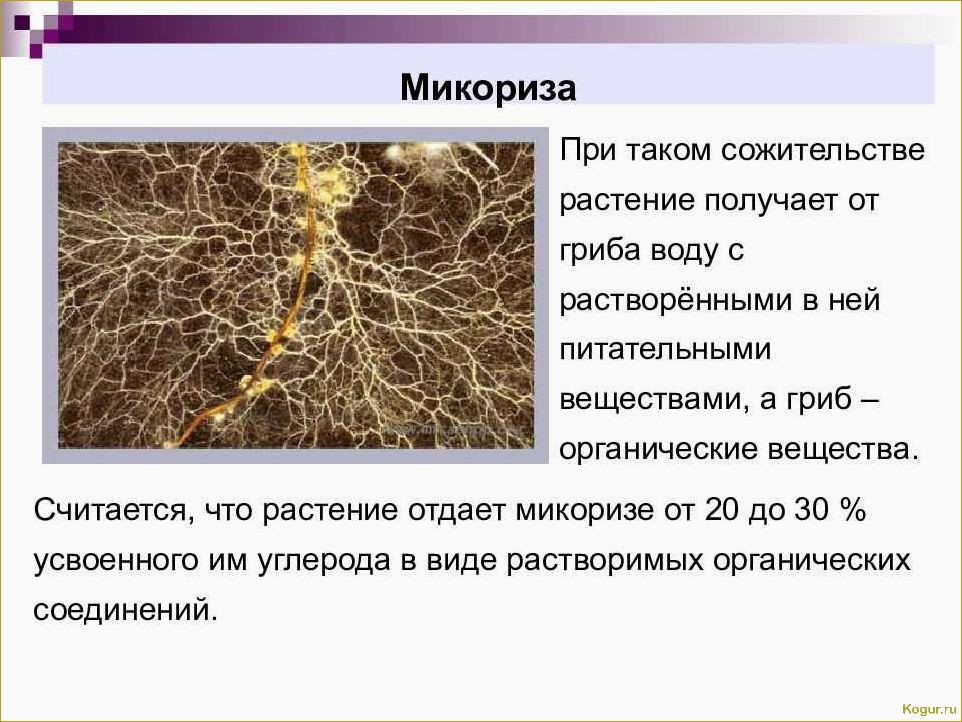 Микориза и ее важность для растений