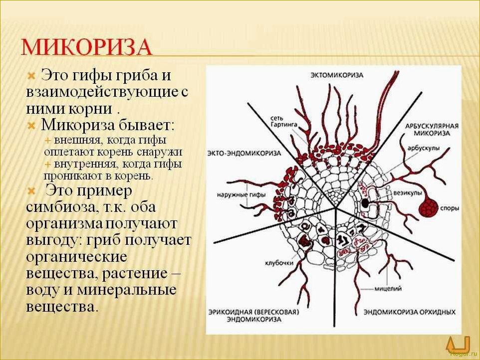 Микориза и ее важность для растений