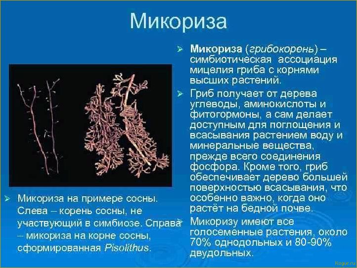 Микориза и ее важность для растений