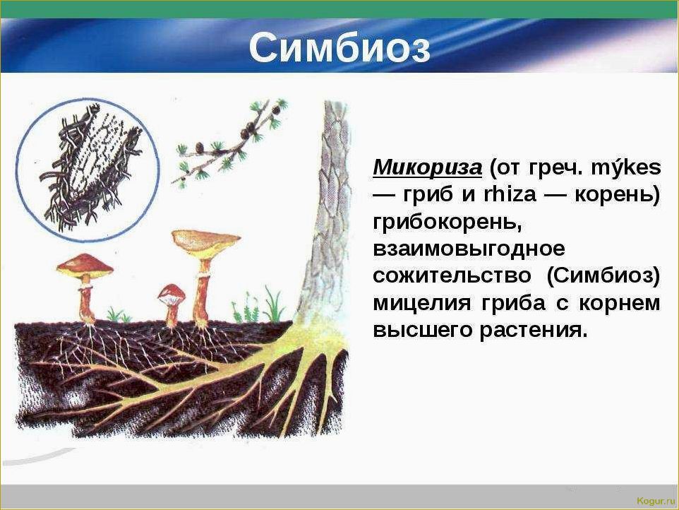 Микориза и ее важность для растений