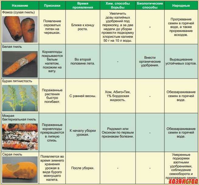 Морковь — лекарство от ста болезней