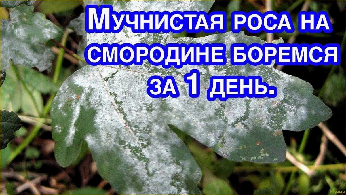 Мучнистая роса на смородине — причины и методы борьбы