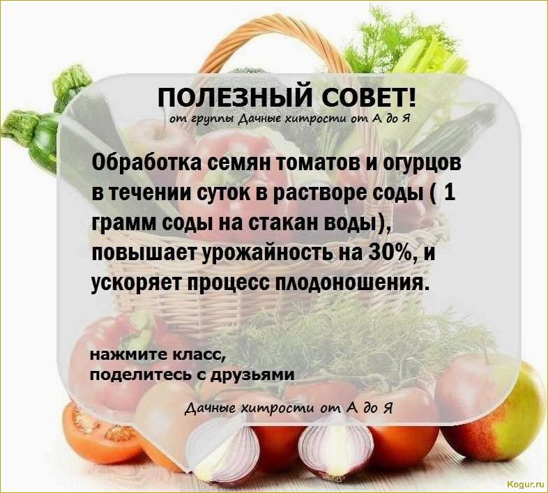 Мудрое использование сыворотки в саду и огороде для блага овощных культур