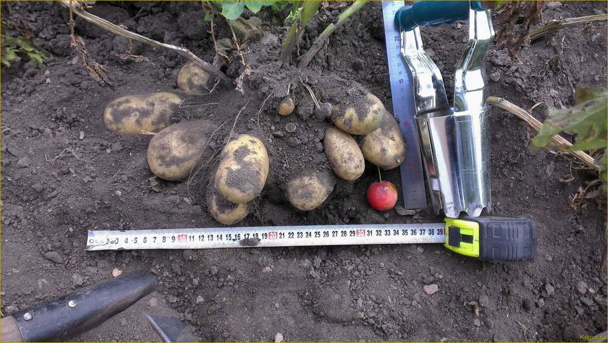 На какую глубину сажать картофель