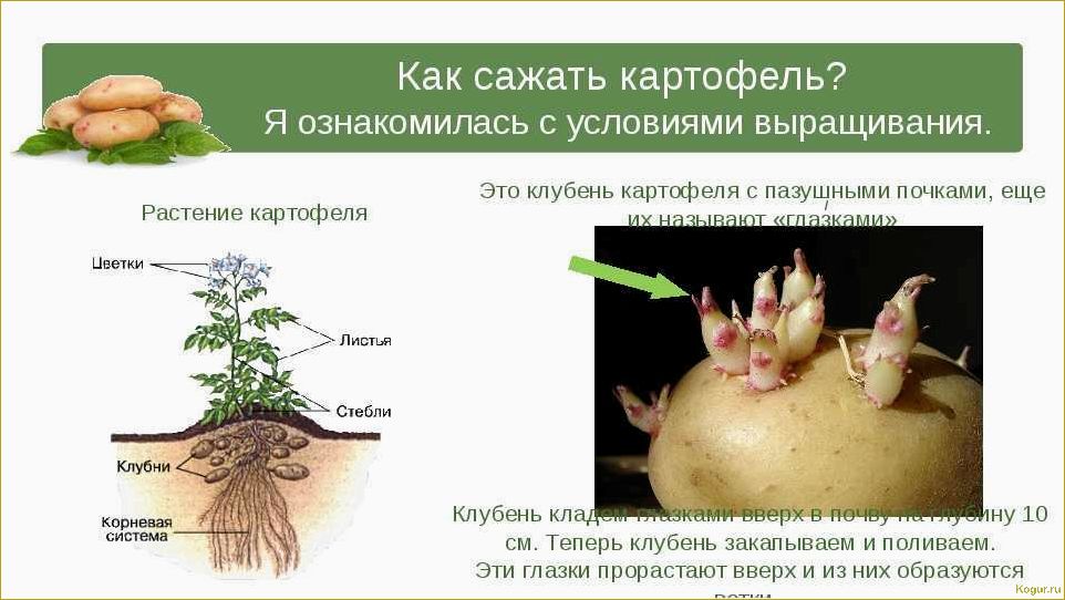 На какую глубину сажать картофель