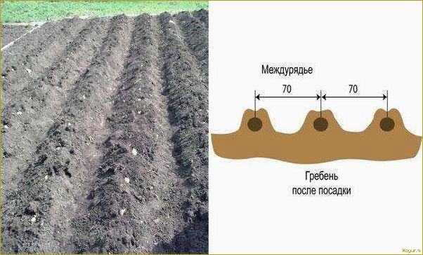 На какую глубину сажать картофель