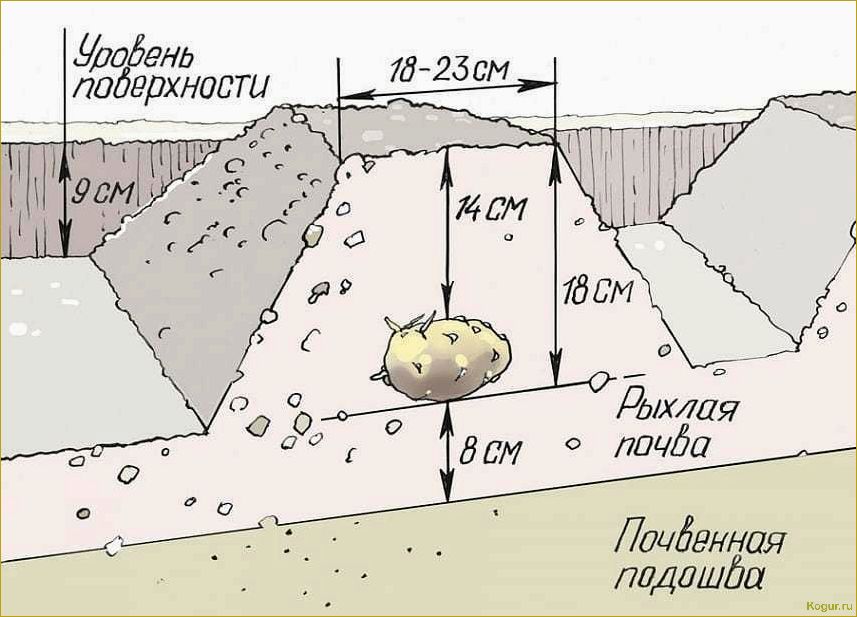 На какую глубину сажать картофель