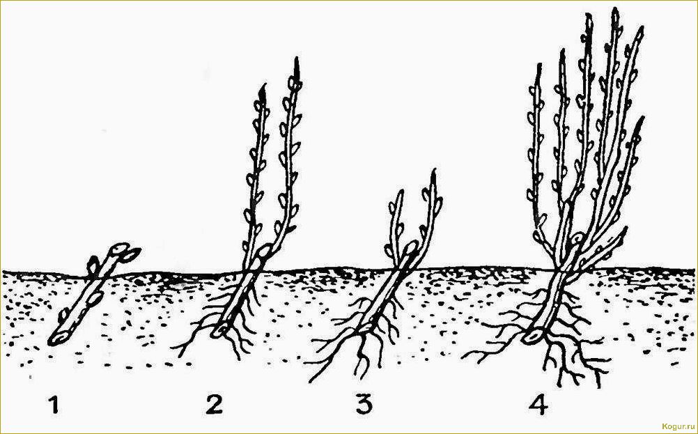 Как правильно разместить крыжовник: основные методы рассадки и садоводческие советы