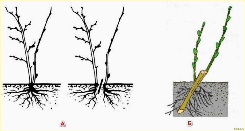 Как правильно разместить крыжовник: основные методы рассадки и садоводческие советы