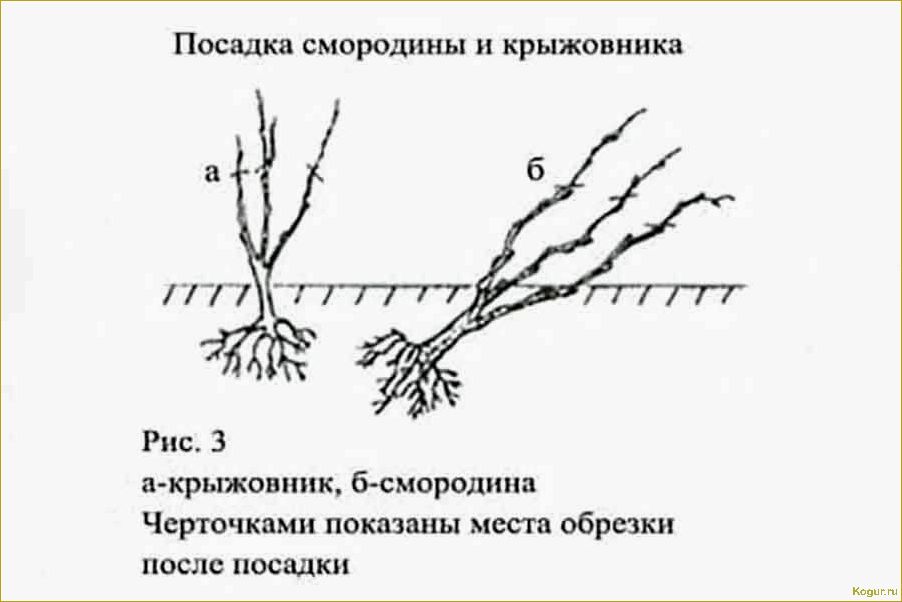 Как правильно разместить крыжовник: основные методы рассадки и садоводческие советы