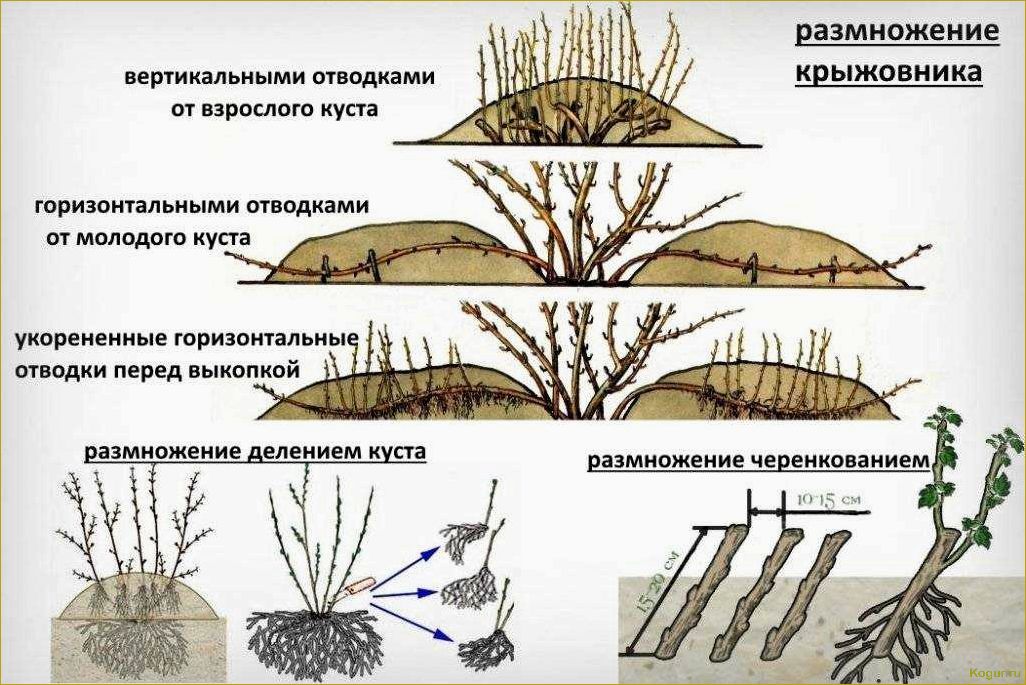 Как правильно разместить крыжовник: основные методы рассадки и садоводческие советы