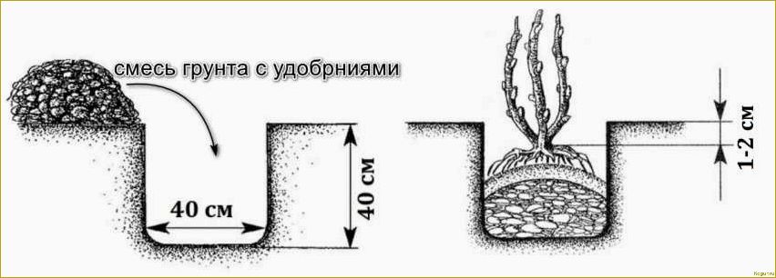 Как правильно разместить крыжовник: основные методы рассадки и садоводческие советы