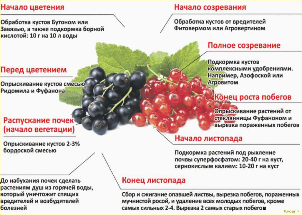 Как правильно разместить крыжовник: основные методы рассадки и садоводческие советы