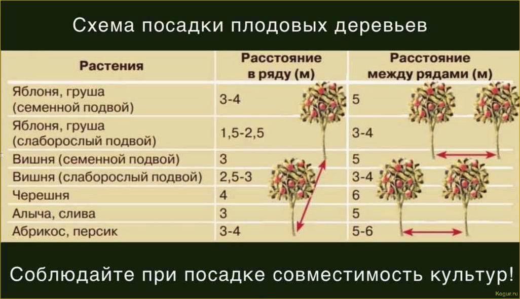 Как правильно разместить крыжовник: основные методы рассадки и садоводческие советы