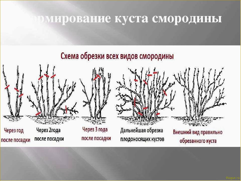 Как правильно разместить крыжовник: основные методы рассадки и садоводческие советы