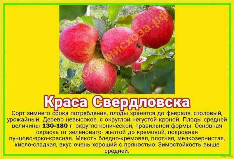 Яблоня сорта Краса Свердловска: преимущества и особенности