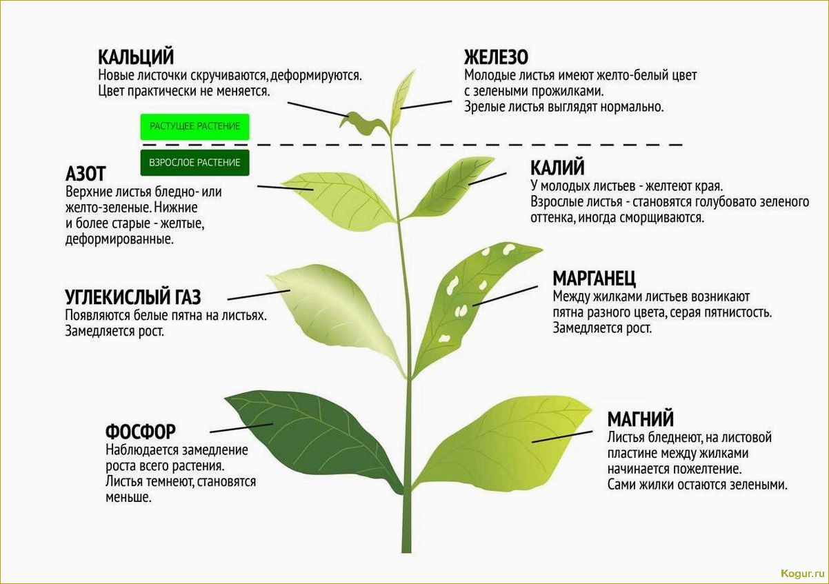 Почему перец сбрасывает листья и как помочь растению