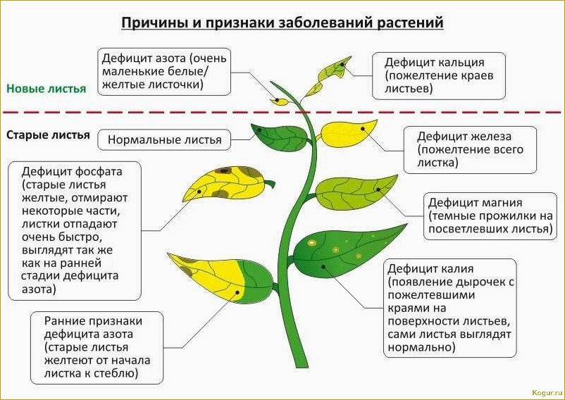 Почему перец сбрасывает листья и как помочь растению