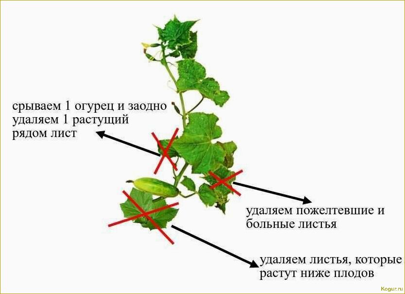 Почему перец сбрасывает листья и как помочь растению