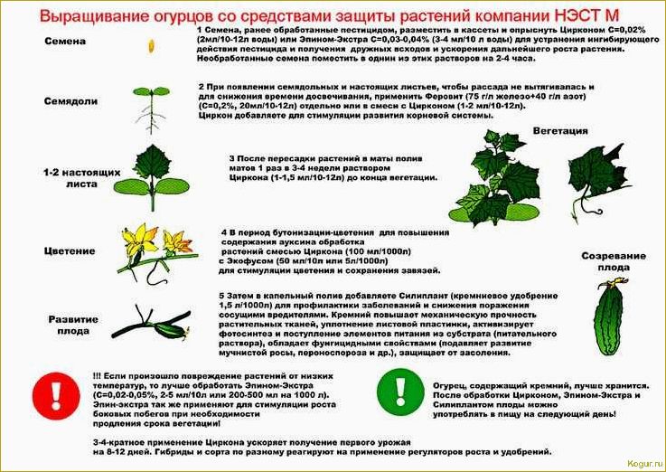 Почему перец сбрасывает листья и как помочь растению