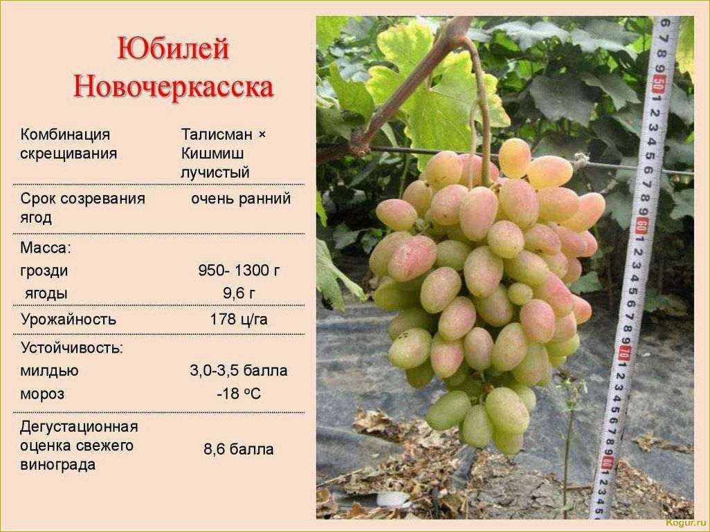 Подробное описание сверхраннего и неприхотливого винограда сорта Элегант