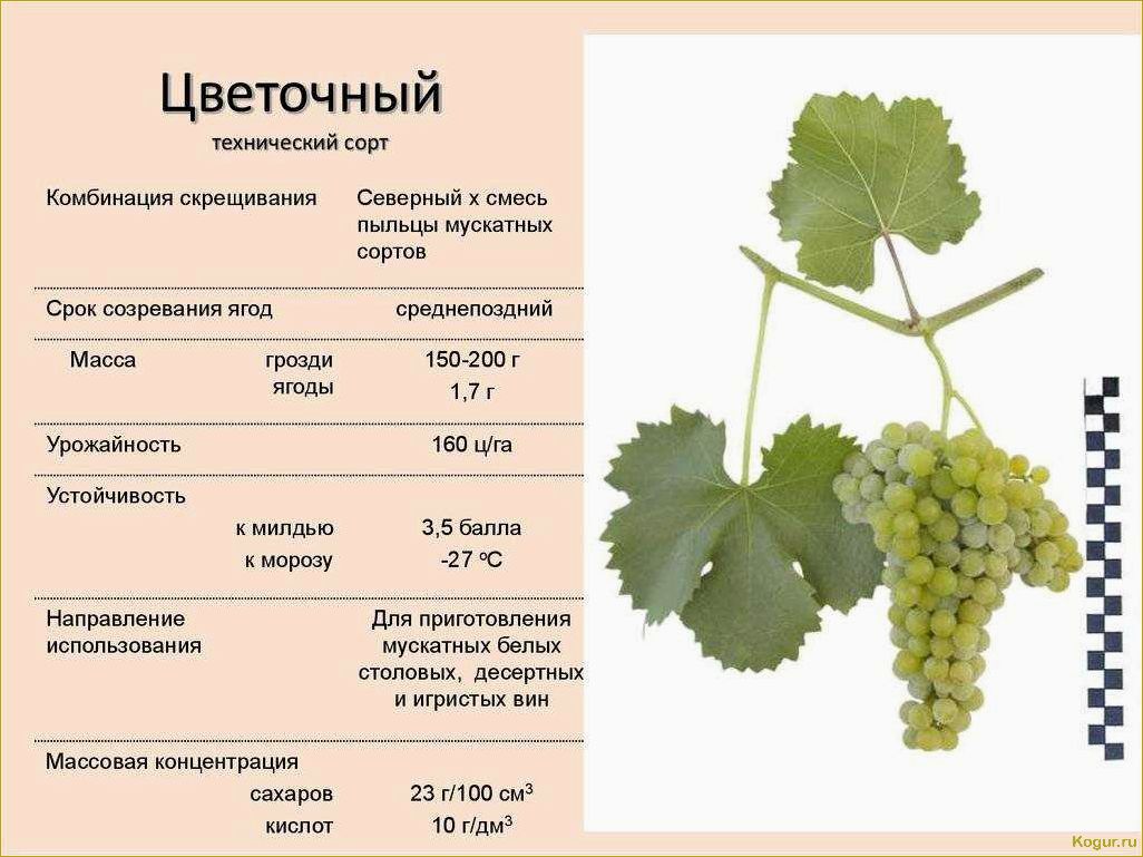 Подробное описание сверхраннего и неприхотливого винограда сорта Элегант