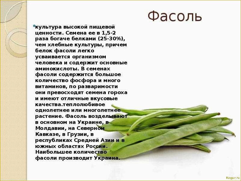 Польза и вред от употребления стручковой фасоли