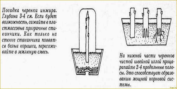 Посадка и выращивание винограда на Урале