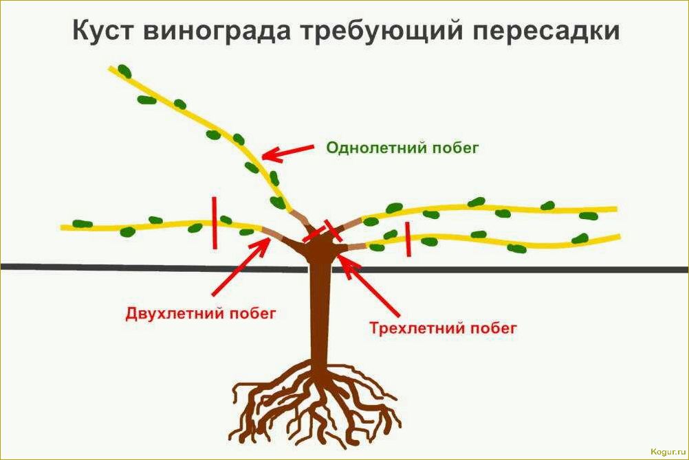 Посадка и выращивание винограда на Урале