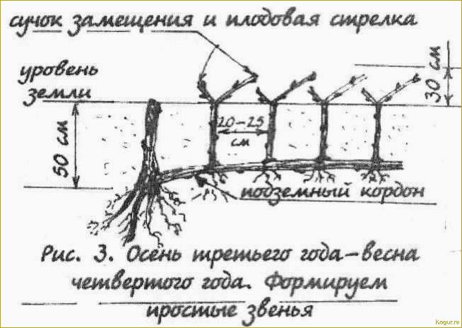 Посадка и выращивание винограда на Урале