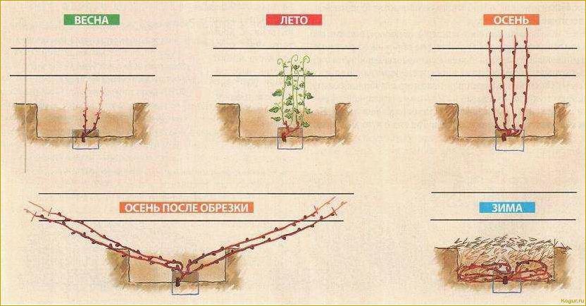 Посадка и выращивание винограда на Урале