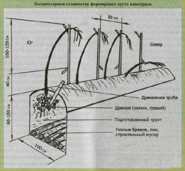 Посадка и выращивание винограда на Урале