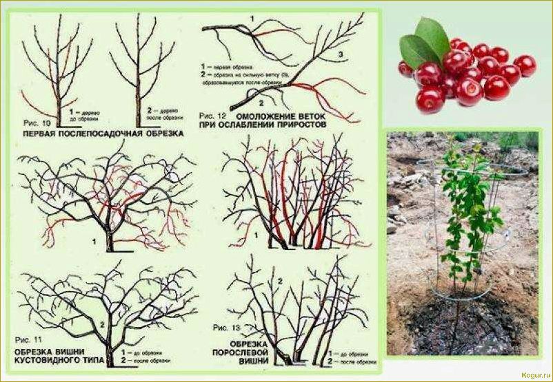 Посадка, выращивание, обрезка и уход за войлочной вишней