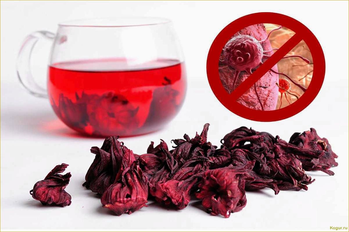Суданская роза — чай и лекарство
