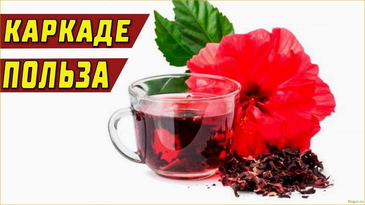 Суданская роза — чай и лекарство