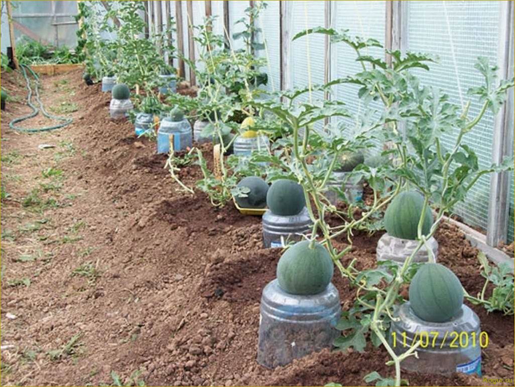 Томат Пинк Буш — выращивание урожайного розовоплодного сорта на грядках и в теплице