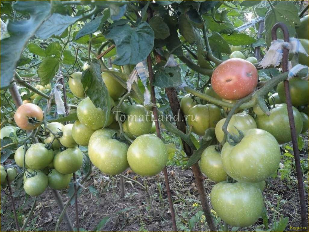 Томат Пинк Буш — выращивание урожайного розовоплодного сорта на грядках и в теплице