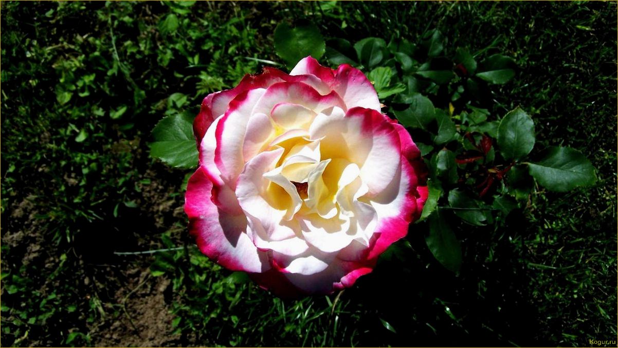 Украшение дачного участка розой Дабл Делайт