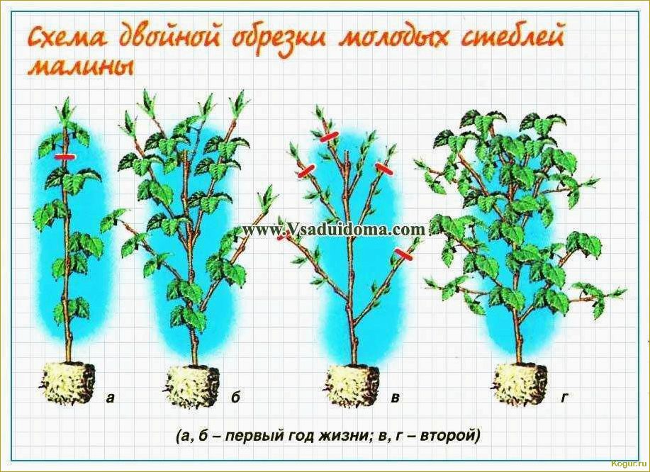 Как правильно ухаживать за малиной: советы и видеоинструкции