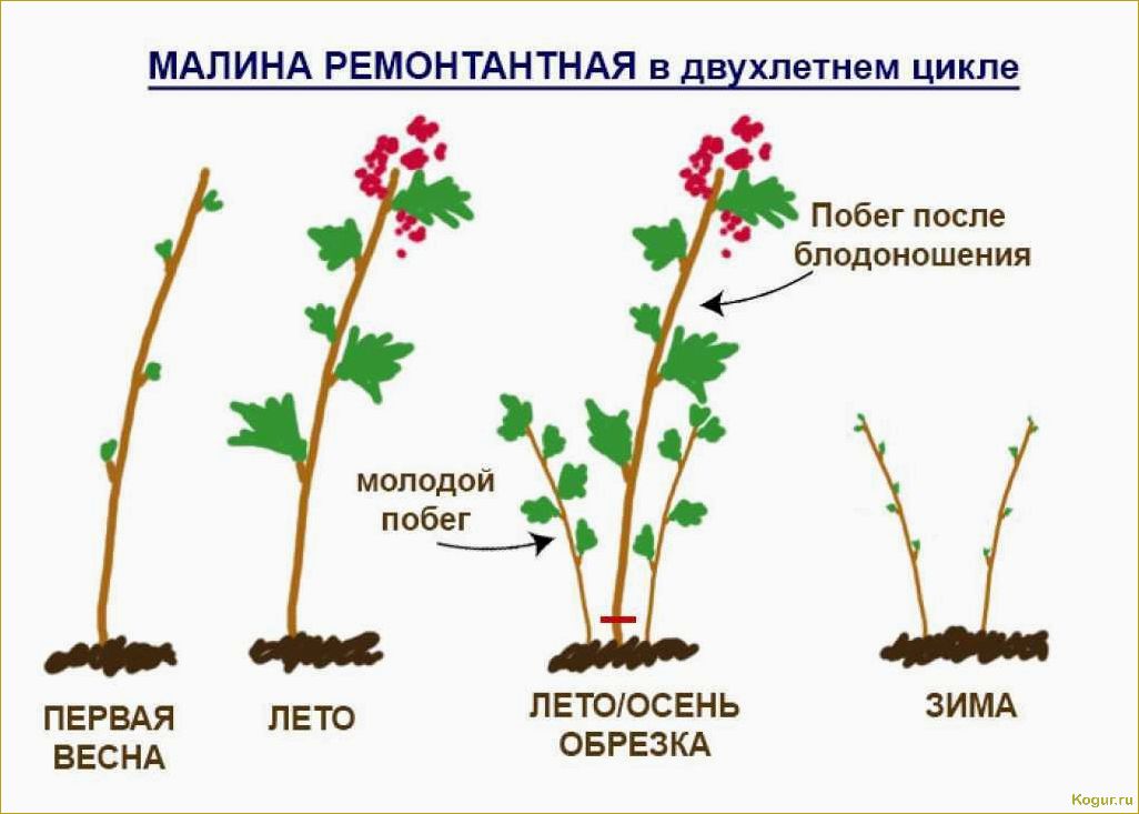 Как правильно ухаживать за малиной: советы и видеоинструкции