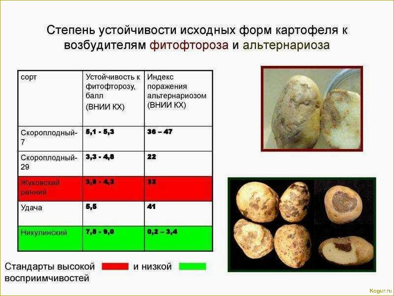 Болезни картофеля: причины, симптомы, методы лечения