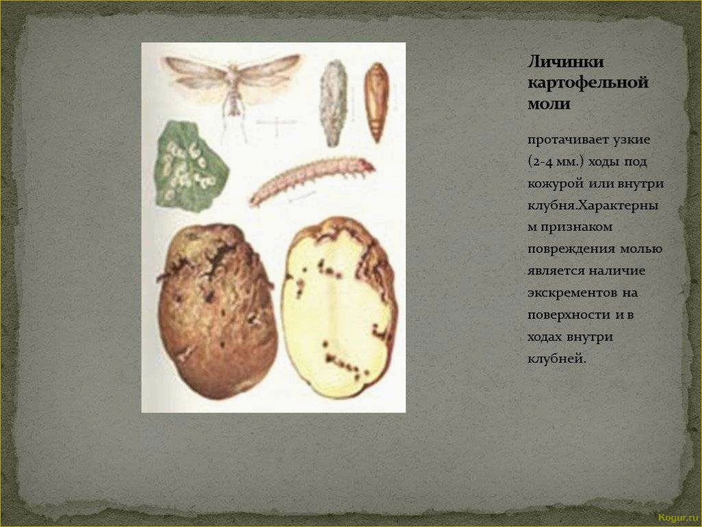 Болезни картофеля: причины, симптомы, методы лечения